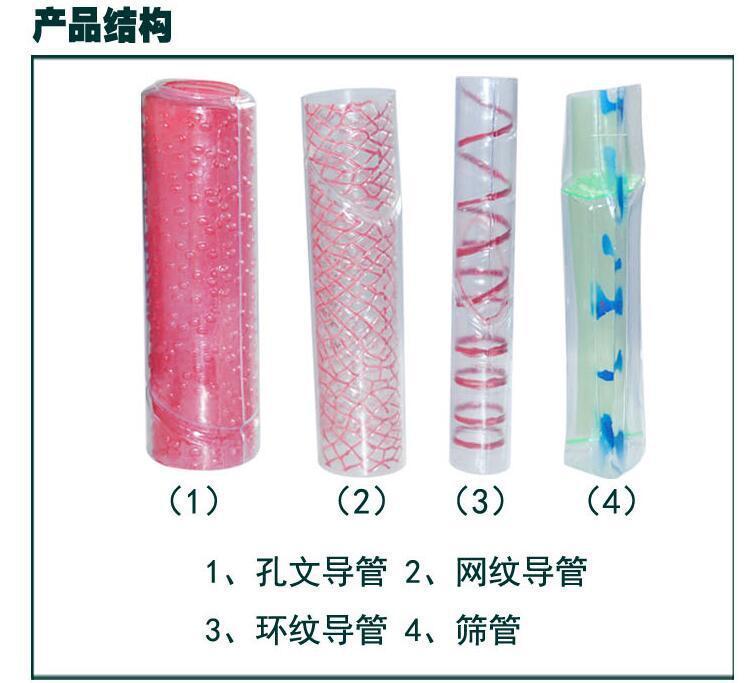 植物导管筛管模型 初中生物教学的互动探索